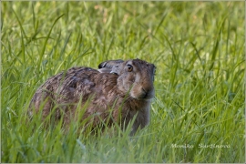 <p>ZAJÍC POLNÍ (Lepus europaeus) okolí Šluknova /European hare - Feldhase/</p>